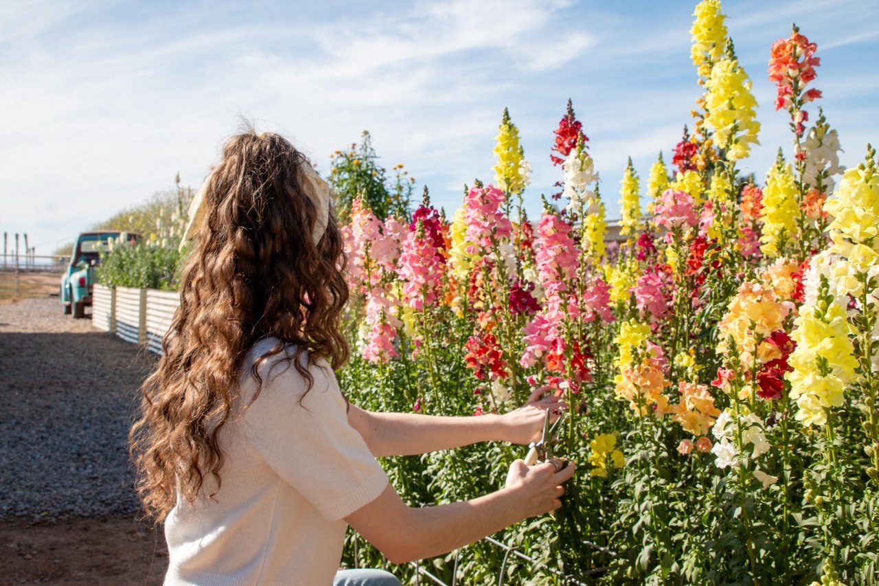Flowers at Rural Stems Flower Farm in Mesa