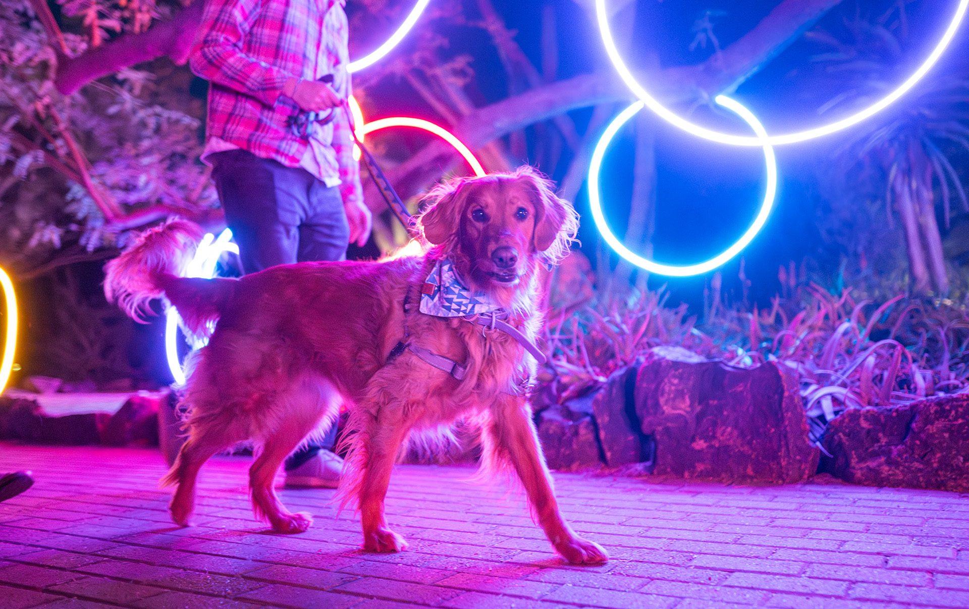 Dog Days After Dark